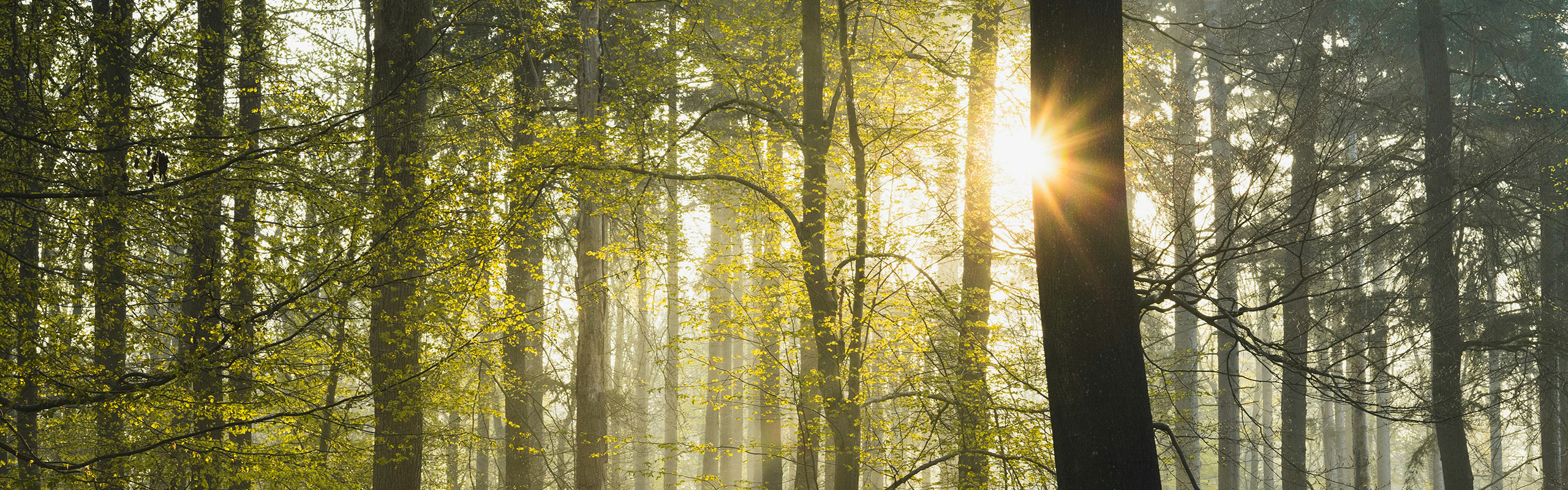 Forest with light shining through the trees