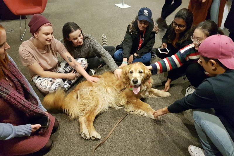 A golden retriever therapy dog sits within a circle of young students, who are each giving the dog a pat.