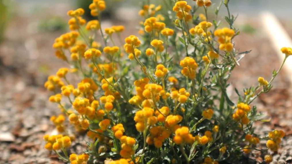 small yellow native Australian flowers